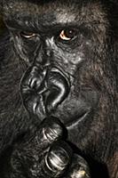 Western Lowland Gorilla (Gorilla gorilla gorilla) 