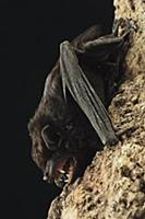 Large False Serotine (Hesperoptenus tomesi) bat, B