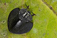 Leaf Beetle (Discomorpha sp), Yasuni National Park