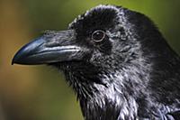 Common Raven (Corvus corax) portrait, Austria