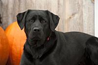 Black Labrador Retriever (Canis familiaris)