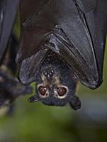 Spectacled Flying Fox (Pteropus conspicillatus) ro