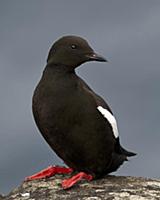 Black Guillemot (Cepphus grylle), Kalsoy, Faroe Is