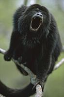 Black Howler Monkey (Alouatta caraya) male calling