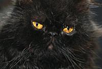 Domestic Cat (Felis catus) black Persian cat with 