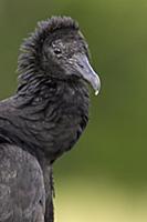 American Black Vulture (Coragyps atratus) portrait