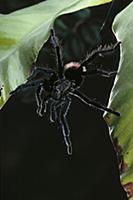 Tarantula (Theraphosidae) balancing between leaves