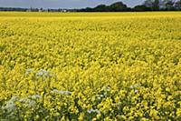 England, West Sussex, Arundel, field of bright yel