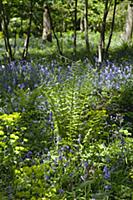 Bluebells, Hyacinthoides non-scripta, in woodland 