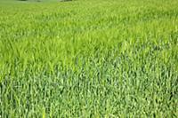 England, West Sussex, Crossbush, field of young gr