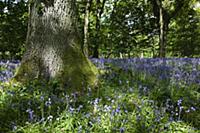 Bluebells, Hyacinthoides non-scripta, in woodland 