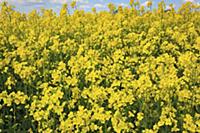 England, West Sussex, Arundel, field of bright yel