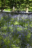 Bluebells, Hyacinthoides non-scripta, in woodland 