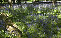 Bluebells, Hyacinthoides non-scripta, in woodland 