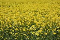 England, West Sussex, Arundel, field of bright yel