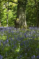 Bluebells, Hyacinthoides non-scripta, in woodland 