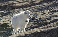 China, Tibet, Close up view of a goat on a mountai