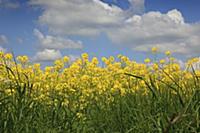 England, West Sussex, Arundel, field of bright yel