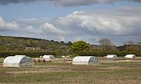 England, West Sussex, Funtington, Free range pig p