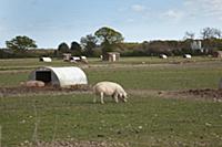 England, West Sussex, Funtington, Free range pig p