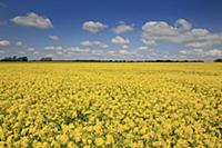 England, West Sussex, Arundel, field of bright yel