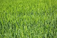 England, West Sussex, Crossbush, field of young gr