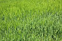 England, West Sussex, Crossbush, field of young gr