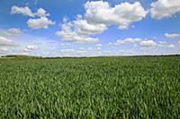 England, West Sussex, Crossbush, field of young gr