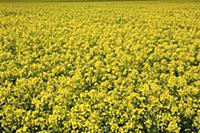 England, West Sussex, Arundel, field of bright yel