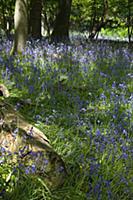 Bluebells, Hyacinthoides non-scripta, in woodland 