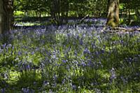 Bluebells, Hyacinthoides non-scripta, in woodland 