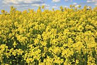 England, West Sussex, Arundel, field of bright yel