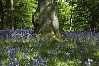 Bluebells, Hyacinthoides non-scripta, in woodland 