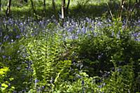 Bluebells, Hyacinthoides non-scripta, in woodland 