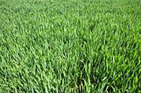 England, West Sussex, Crossbush, field of young gr