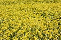 England, West Sussex, Arundel, field of bright yel