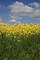 England, West Sussex, Arundel, field of bright yel