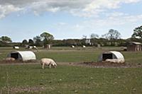 England, West Sussex, Funtington, Free range pig p