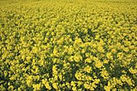 England, West Sussex, Arundel, field of bright yel