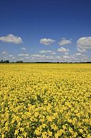 England, West Sussex, Arundel, field of bright yel