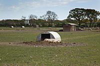 England, West Sussex, Funtington, Free range pig p