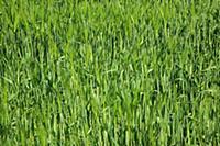 England, West Sussex, Crossbush, field of young gr