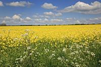 England, West Sussex, Arundel, field of bright yel