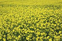 England, West Sussex, Arundel, field of bright yel