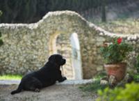 Dog and potted pelargonium in front of stone wall 