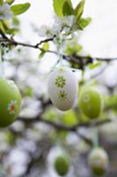 Decorative eggs hanging on flowering twigs in gard