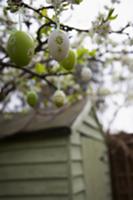 Decorative eggs hanging on flowering twigs in gard