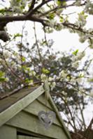 Flowering fruit tree next to garden shed