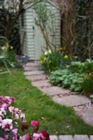 Flowering pansies by garden path