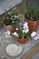 Potted plants on step